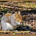 Grey Squirrel by carolmw