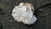 31st Jan 2022 - Another fungus