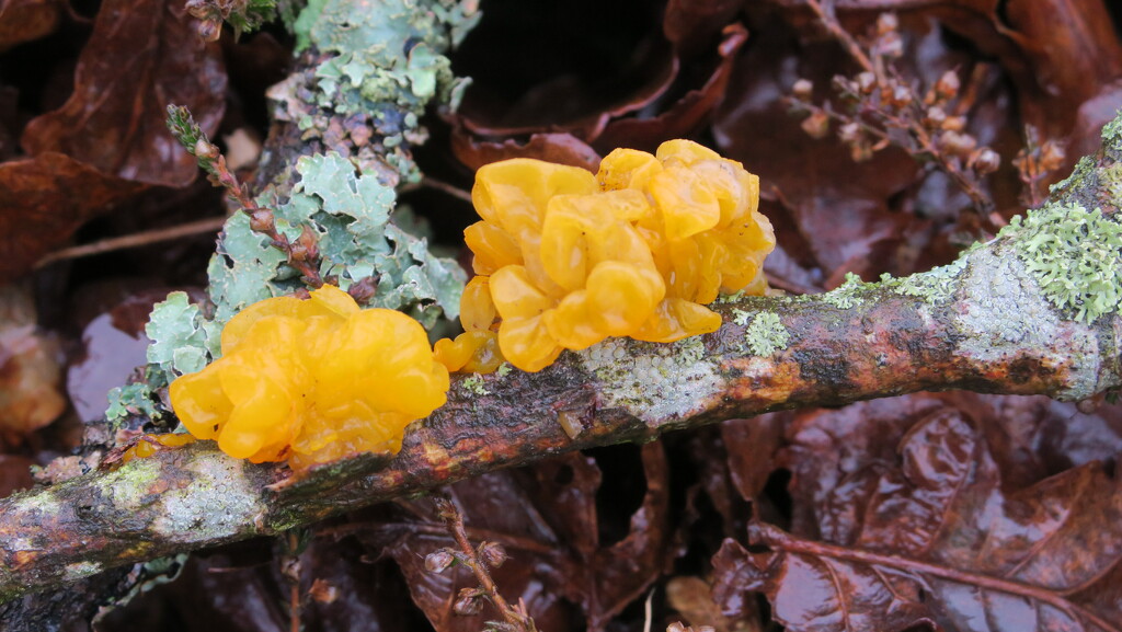 More fungi by mariadarby