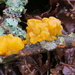 More fungi by mariadarby
