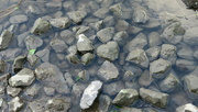 22nd Feb 2022 - Something about the water/rocks..........