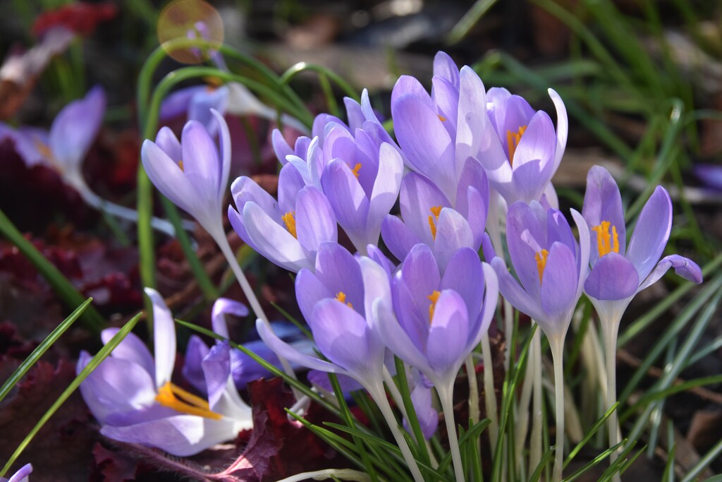 Crocuses in the sunshine by 365anne