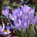 Crocuses in the sunshine by 365anne