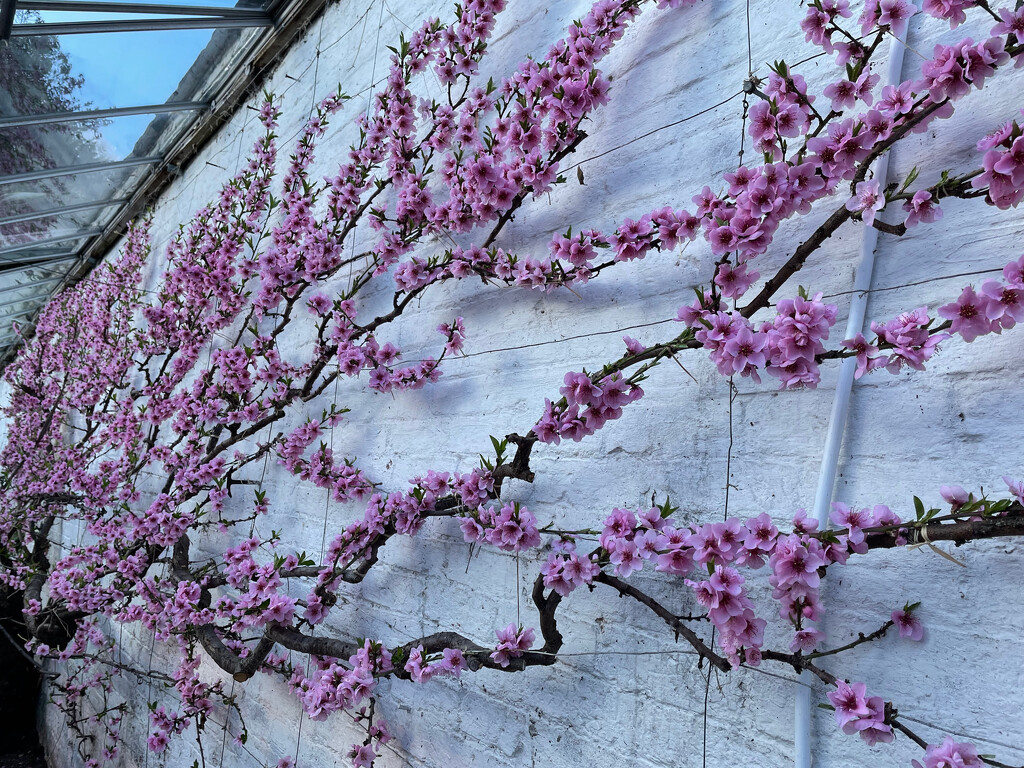 Peach Blossom by 365projectmaxine