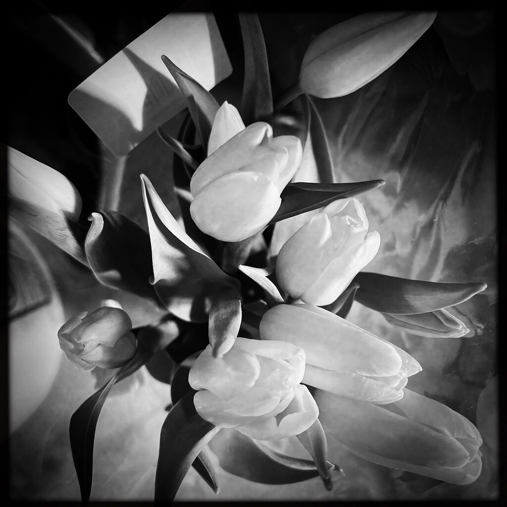Yellow Tulips | Black & White by yogiw