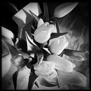 25th Feb 2022 - Yellow Tulips | Black & White