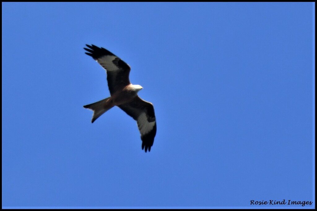 Red kite today by rosiekind