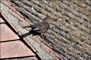 26th Feb 2022 - Blending in on the roof