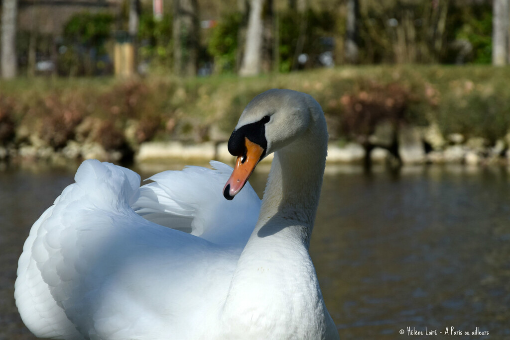 Swan by parisouailleurs