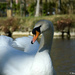 Swan by parisouailleurs