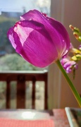 26th Feb 2022 - Last tulip