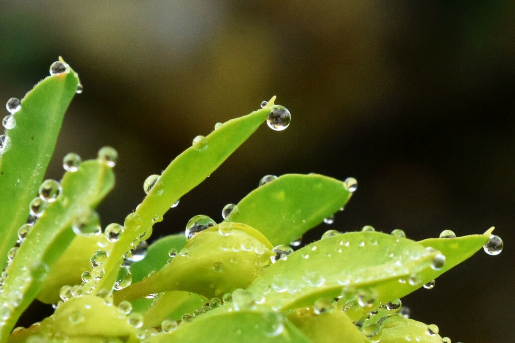 Morning droplets on my Euphorbia by anitaw