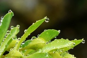 26th Feb 2022 - Morning droplets on my Euphorbia