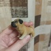 Pug made of polymer clay. by nyngamynga