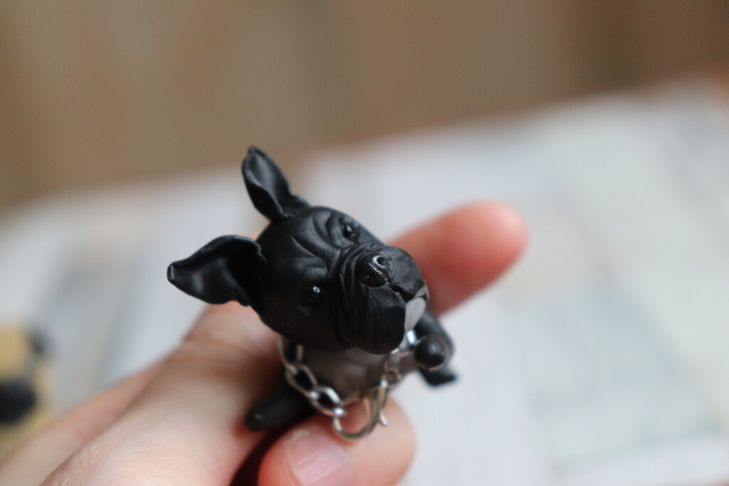 Tiny french bulldog.  by nyngamynga