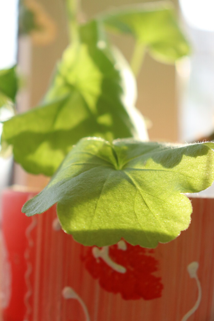 Geranium in the rays of sunlight. by nyngamynga