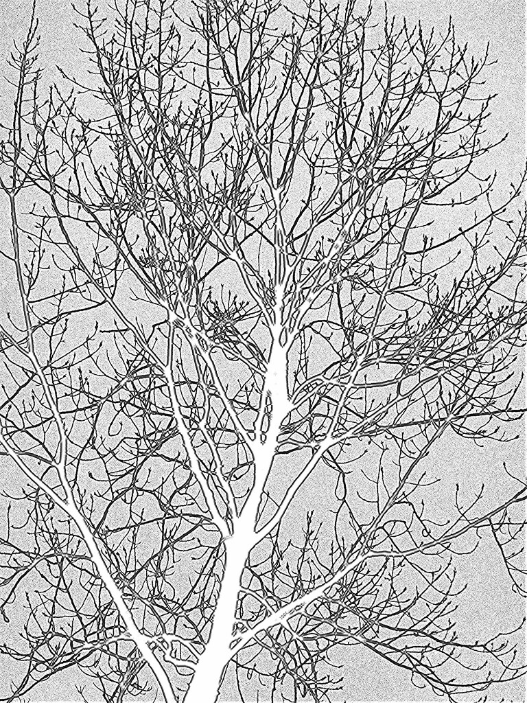 Tree by linnypinny