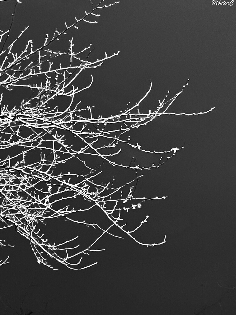 Branches by monicac