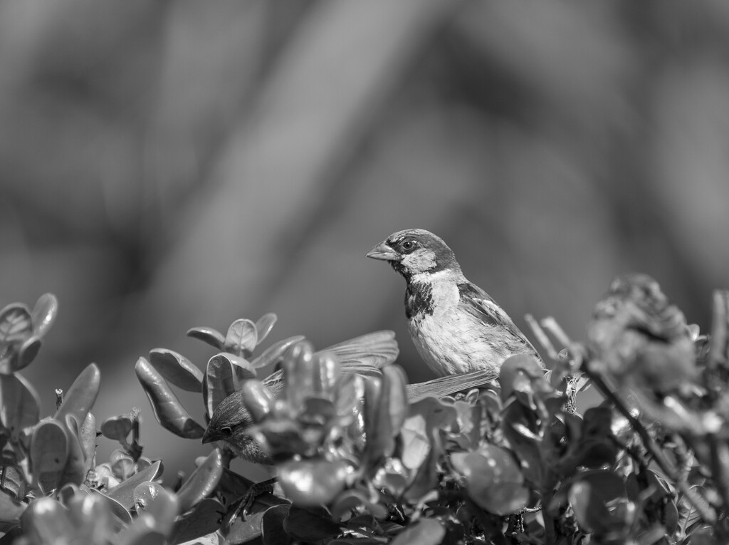 Sparrow on the lookout - watching over his friend  by creative_shots