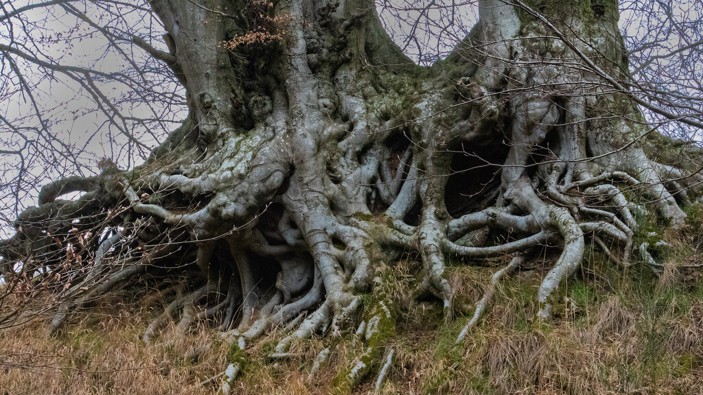 Rooted.......... by billdavidson