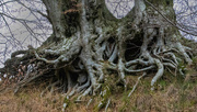 26th Feb 2022 - Rooted..........
