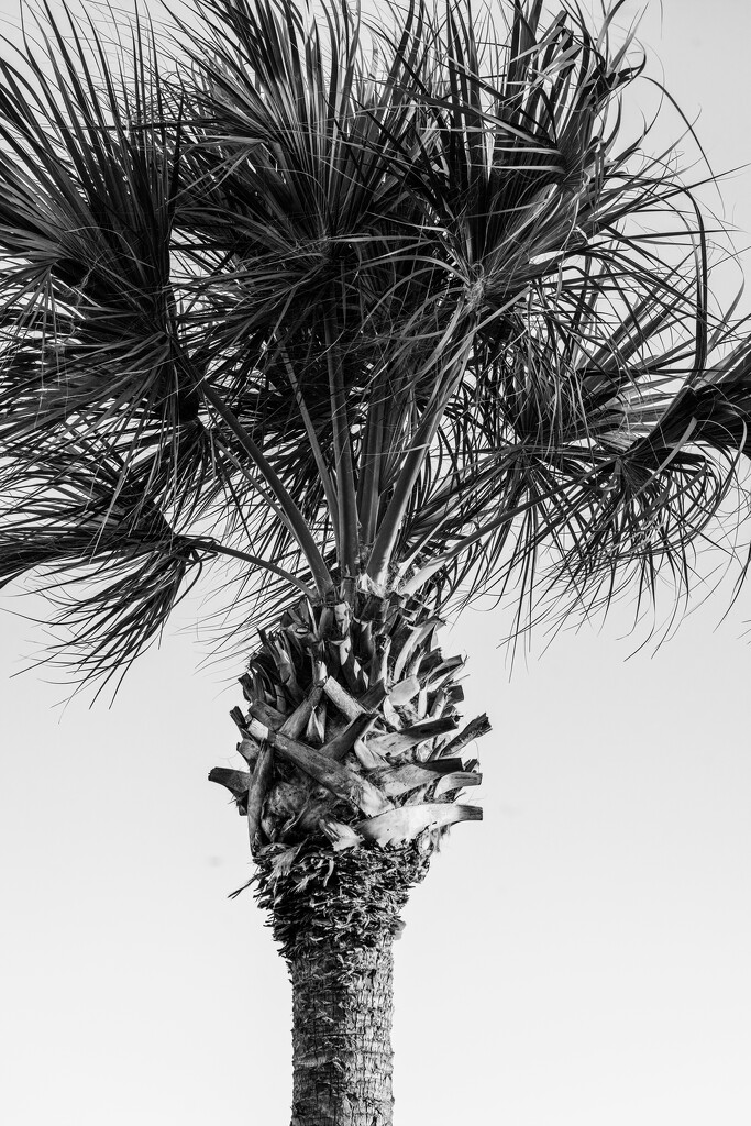 Palm  by samae