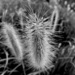 Foxtail Grass by mazoo