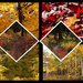 Favorite Seasons Collage by milaniet