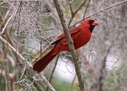 27th Feb 2022 - Male Cardinal