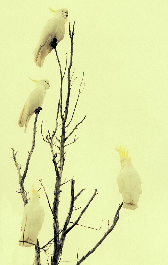 Cockatoos by annied
