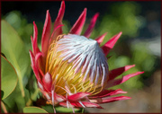 27th Feb 2022 - Painted Protea
