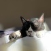 Syko the cat takes in the sun by cafict