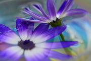 27th Feb 2022 - Senetti duo submerged and floating..........