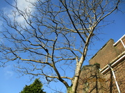 27th Feb 2022 - The Church, a Beech tree and evergreen beyond..