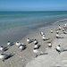 Royal Terns by falcon11