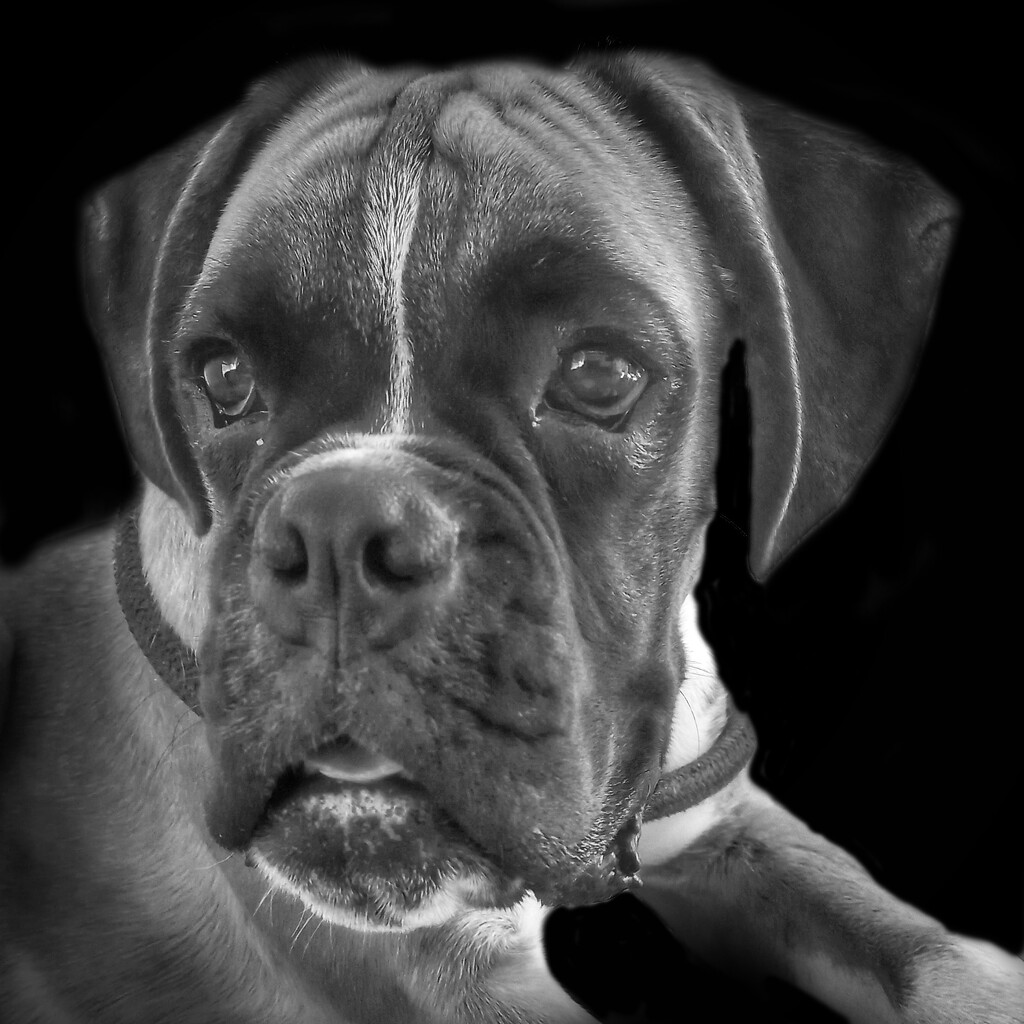 Boxer Puppy  by salza