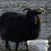Black Sheep. by tonygig