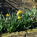 Daffodils by arkensiel