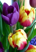 27th Feb 2022 - Tulips