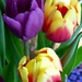 Tulips by fishers