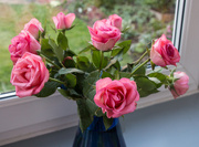 27th Feb 2022 - Pink roses