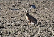 27th Feb 2022 - Hare or rabbit