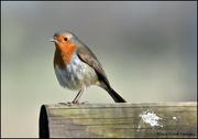 27th Feb 2022 - Robin