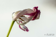 27th Feb 2022 - Withered tulip