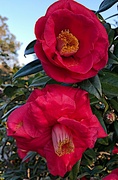 27th Feb 2022 - Camellias