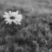 Single Flower by judyc57