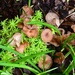 A Small Cluster of Mushrooms ~   by happysnaps