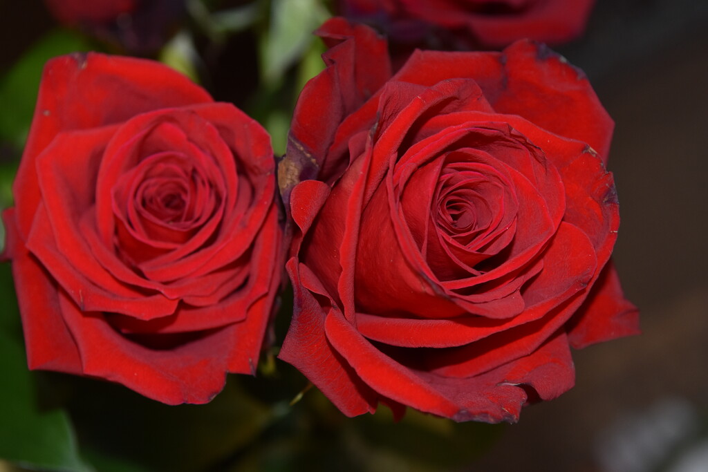Valentine Roses by kathyrose