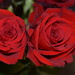 Valentine Roses by kathyrose