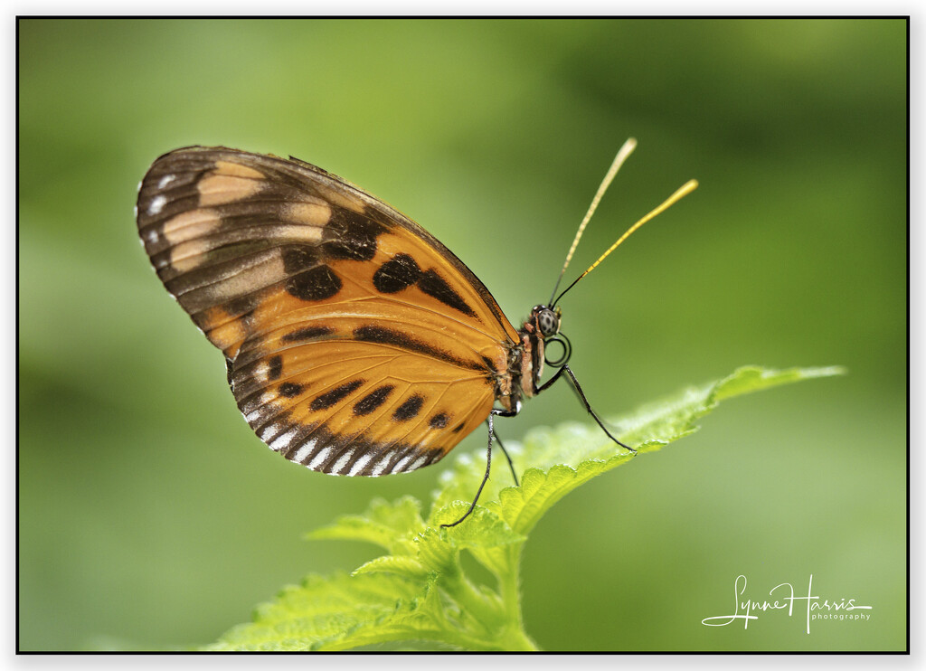 Butterfly by lynne5477